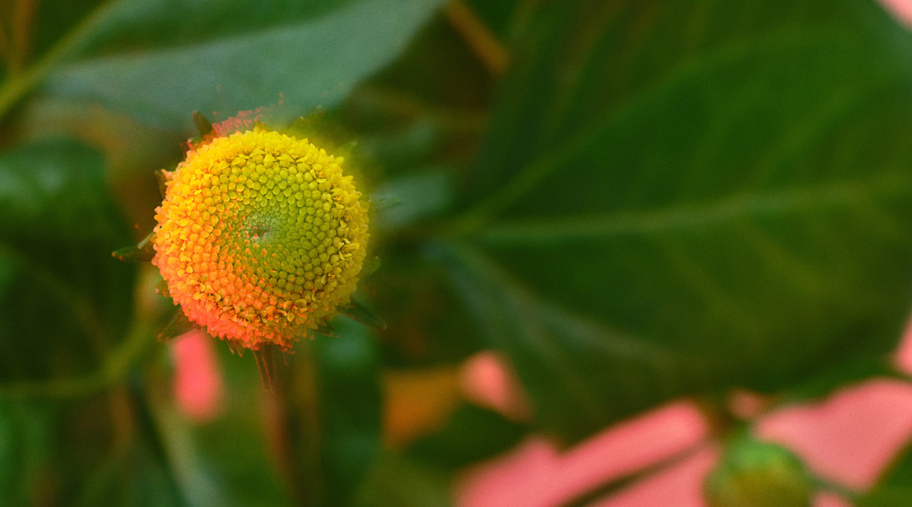 Spilanthes Flower Power